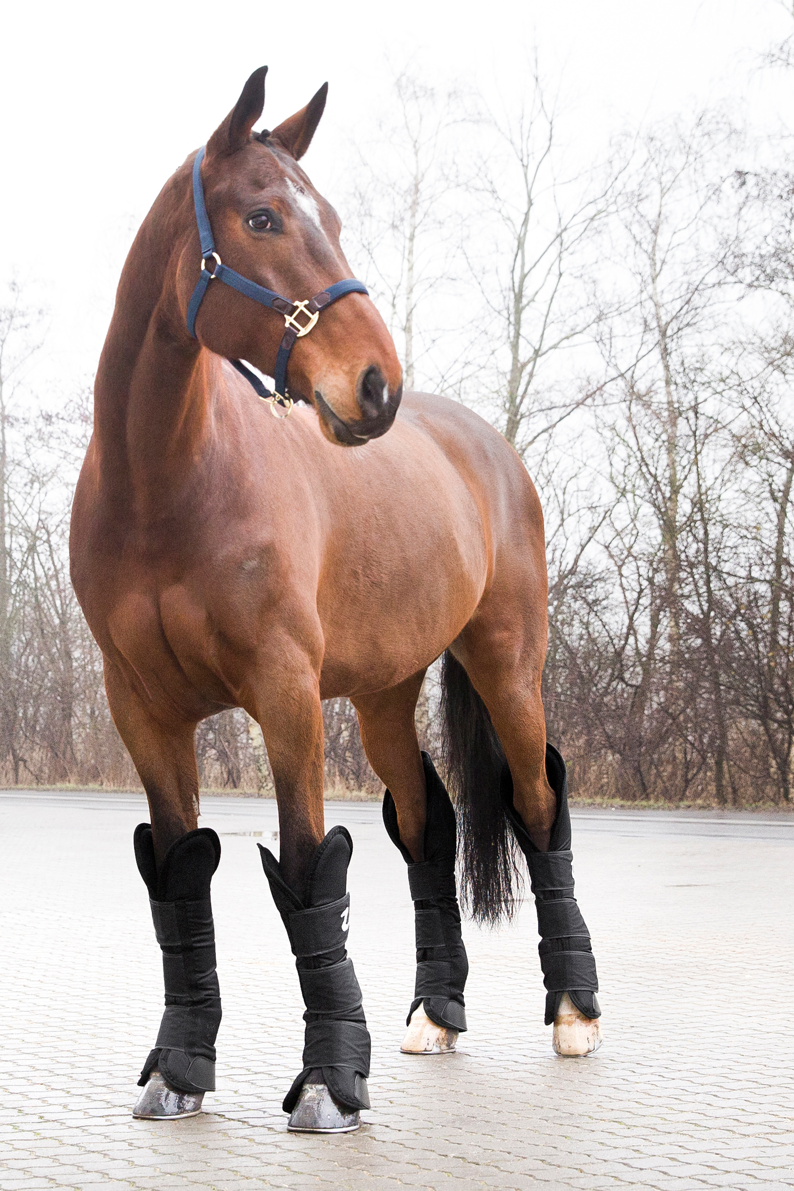 Stable Boots Aviator Neoprene Front And Back Boots for Horses