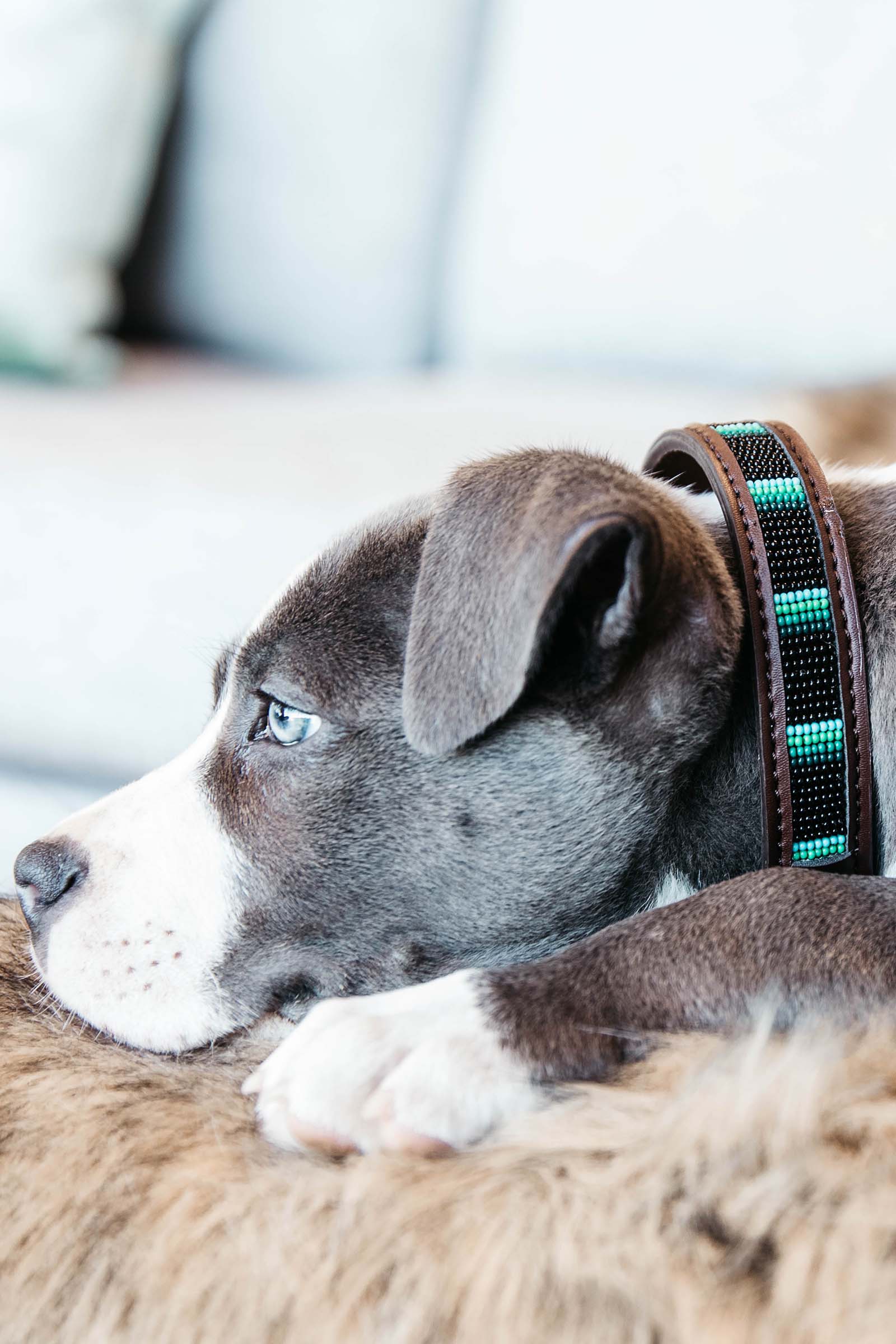 Buy Kentuky Dogwear Dog Collar Pearls