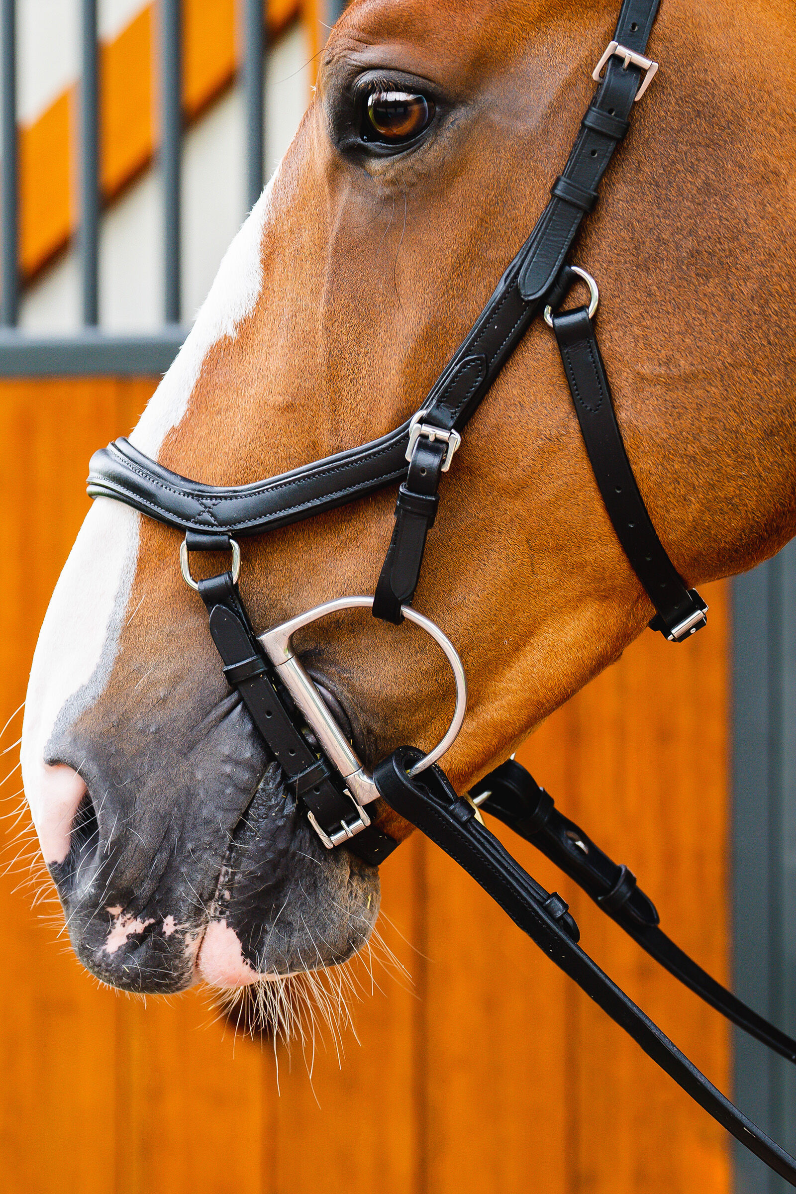 Buy Horseware Rambo Micklem 2 Deluxe Competition Bridle | horze.com